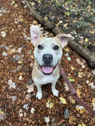 An adult medium-sized male Boxer dog named Kimber for adoption in Batavia, OH