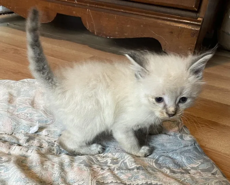 A baby medium-sized male White Domestic Short Hair cat named Carnage for adoption in Evansville, IN