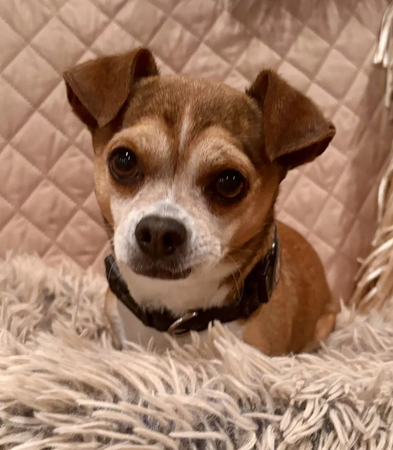 A senior small-sized male Chihuahua dog named Tipi for adoption in Spring City, PA