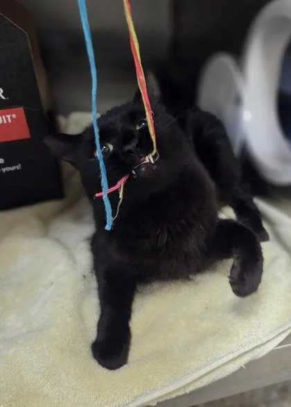 An adult large-sized male Domestic Medium Hair cat named Blooper for adoption in Westland, MI