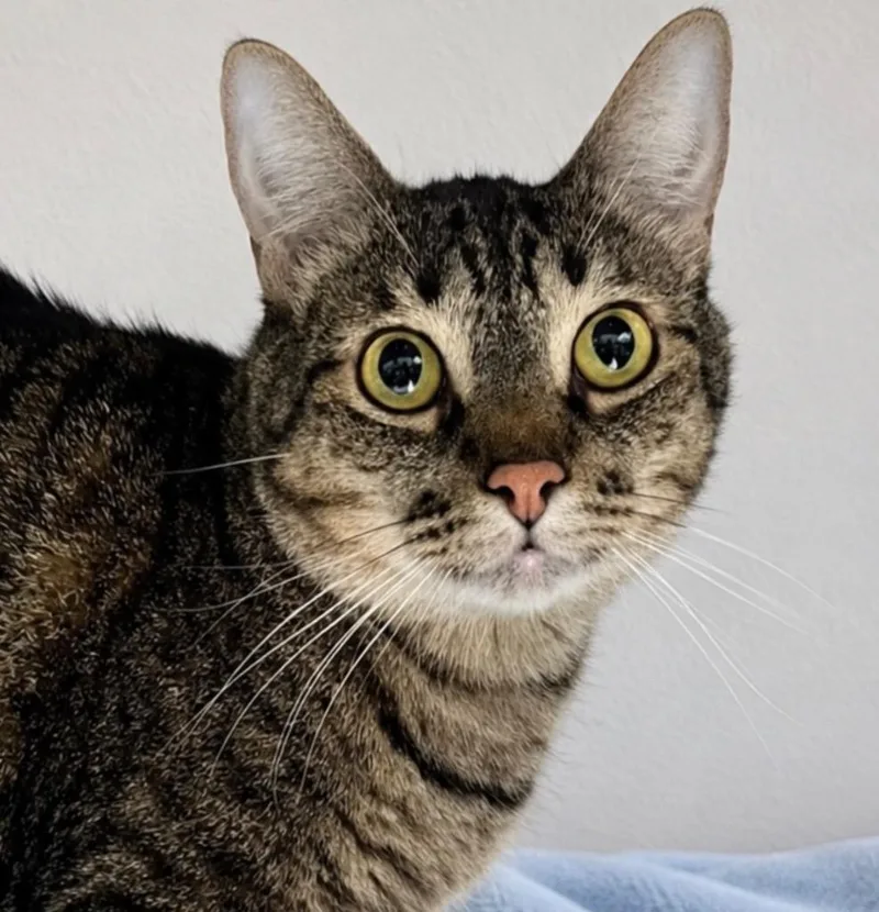 A young small-sized male Domestic Short Hair cat named Fred for adoption in Labelle, FL