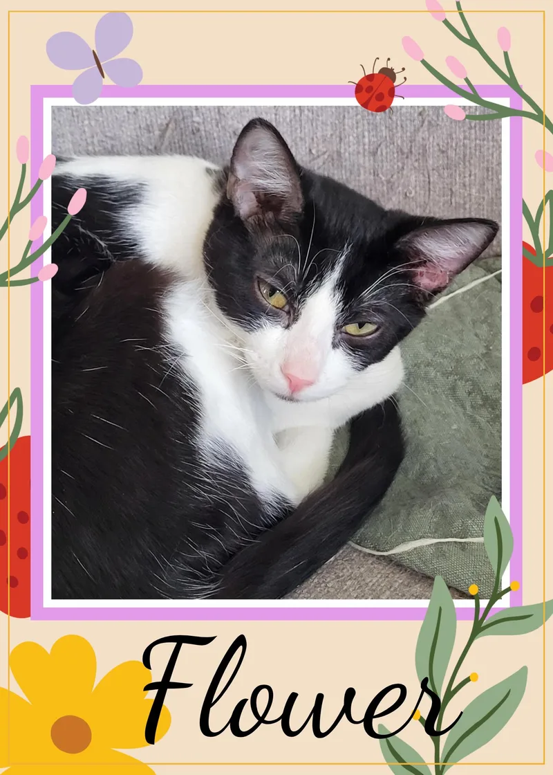 An adult medium-sized female Black & White / Tuxedo Domestic Short Hair cat named Flower for adoption in Valley City, ND