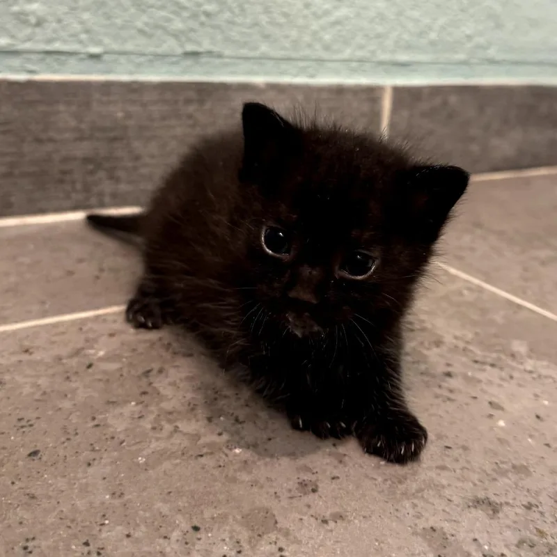 A baby small-sized female Black Domestic Short Hair cat named Stormy for adoption in Long Beach, CA