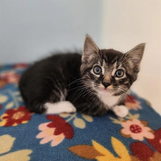 A baby medium-sized male Domestic Short Hair cat named Captain for adoption in Leesburg, VA