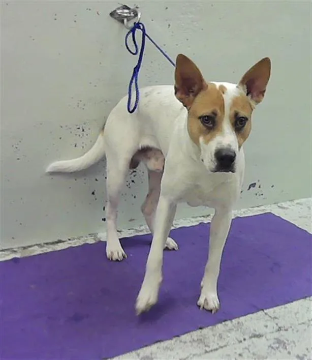 An adult large-sized male Staffordshire Bull Terrier dog named Hermes for adoption in Houston, TX