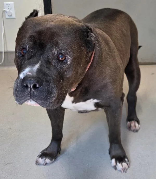 An adult large-sized female Pit Bull Terrier dog named Lily for adoption in El Cajon, CA