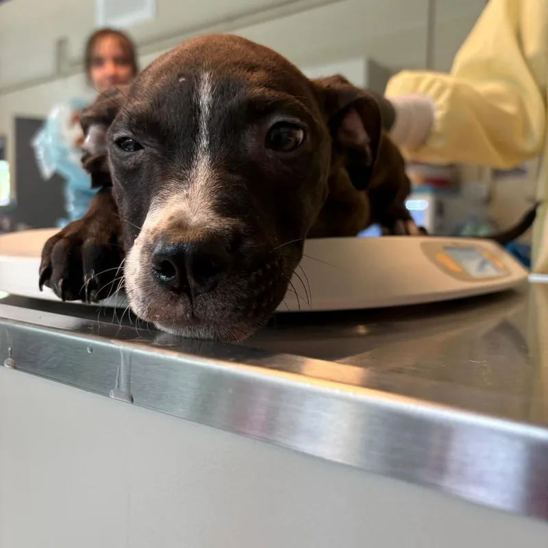 A baby small-sized male Black Mixed Breed dog named Dilly for adoption in Huntington, WV