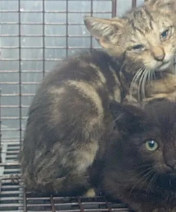 A baby small-sized male Domestic Short Hair cat named A for adoption in Fort Lauderdale, FL