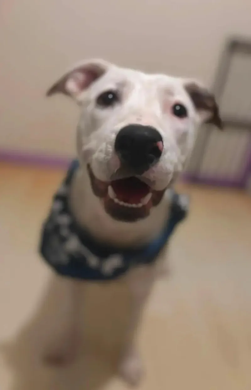 A baby medium-sized female White / Cream Pit Bull Terrier dog named Sunny for adoption in Moore, OK