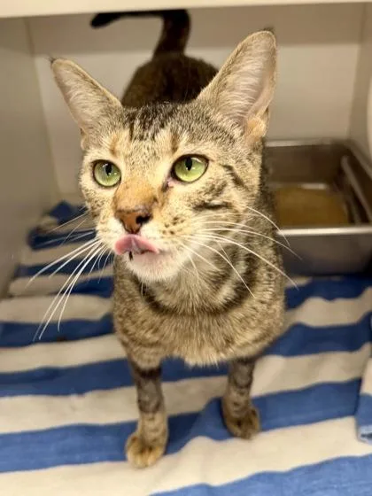 An adult medium-sized female Domestic Short Hair cat named Monday for adoption in Savannah, GA