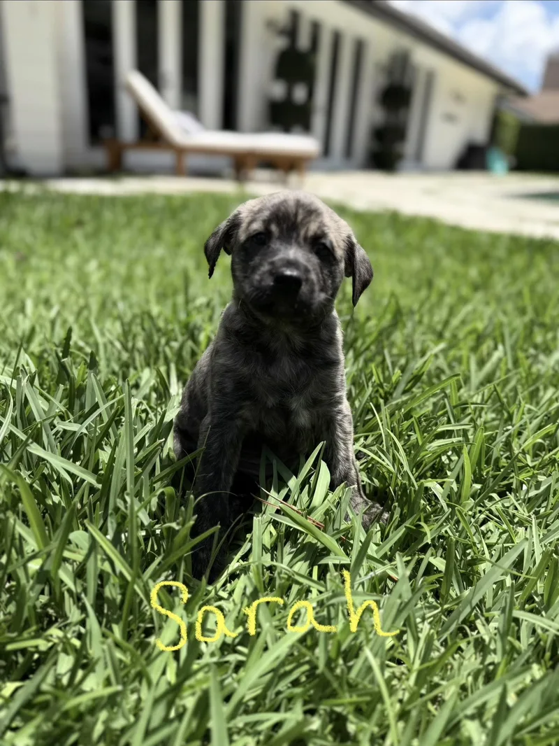 A baby medium-sized female Terrier dog named Sarah for adoption in Royal Palm Beach, FL