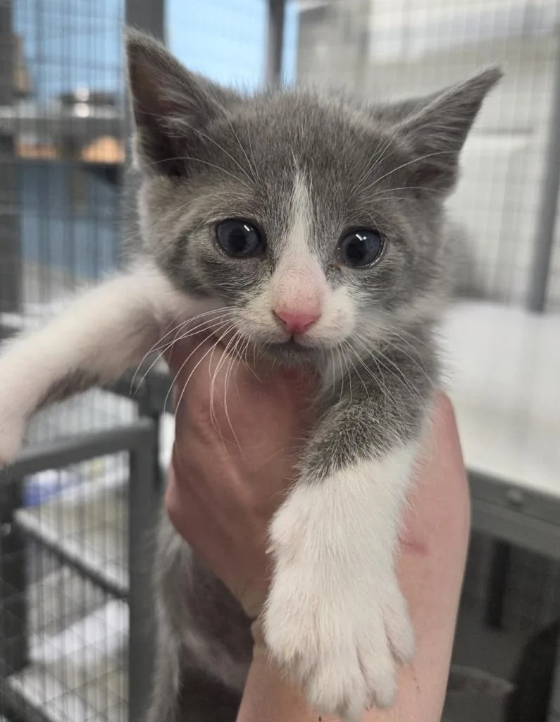 A baby small-sized male Domestic Short Hair cat named Caspian for adoption in Gold Beach, OR