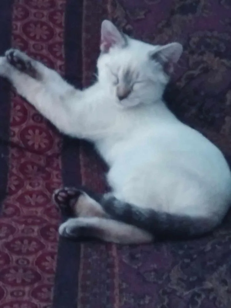 A young medium-sized female Domestic Short Hair cat named Ruby for adoption in Salisbury, NC