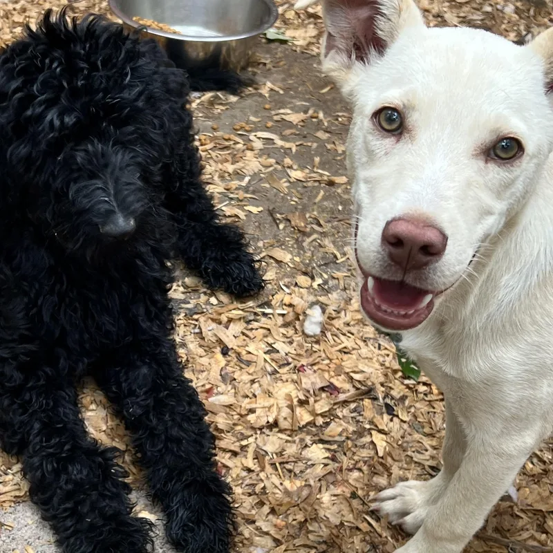 A young medium-sized male Apricot / Beige Labrador Retriever dog named Mr. Columbus for adoption in Myrtle, MS