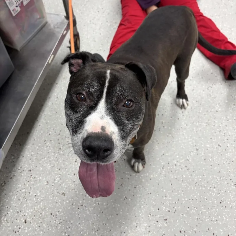 A senior large-sized male Black Pit Bull Terrier dog named Henry for adoption in Indianapolis, IN