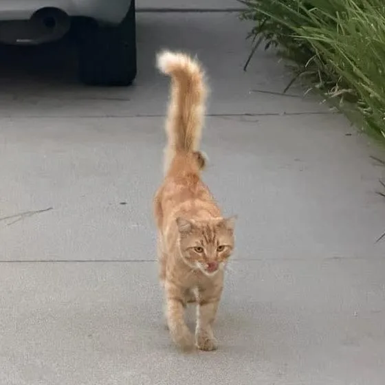 An adult small-sized male Orange / Red Domestic Short Hair cat named Clark for adoption in Long Beach, CA