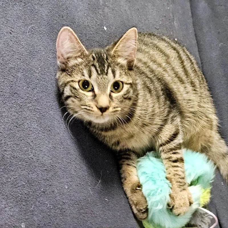 A baby small-sized male Black Domestic Short Hair cat named Skamp for adoption in Green Bay, WI