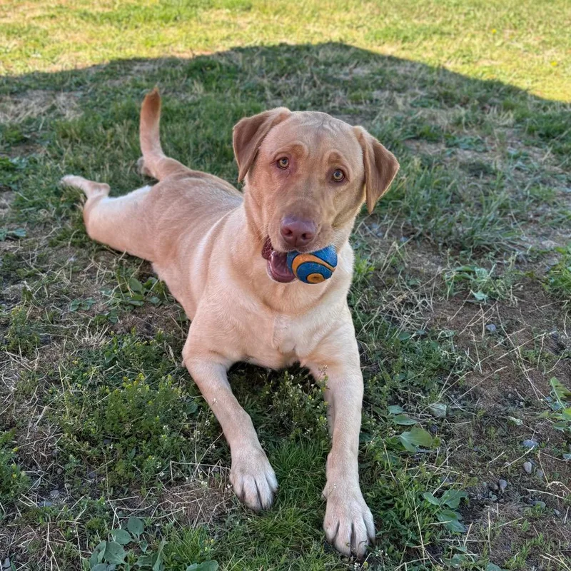 Mocha