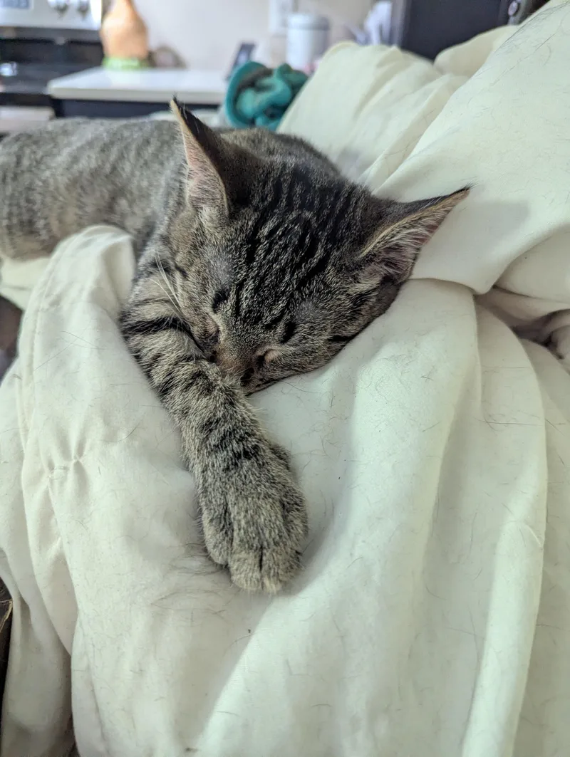 A baby small-sized female Tabby (Gray / Blue / Silver) Domestic Short Hair cat named Squirt for adoption in Kannapolis, NC