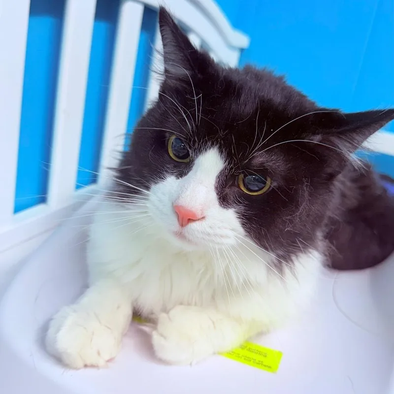 A young medium-sized male Domestic Medium Hair cat named Kronos for adoption in Utica, MI