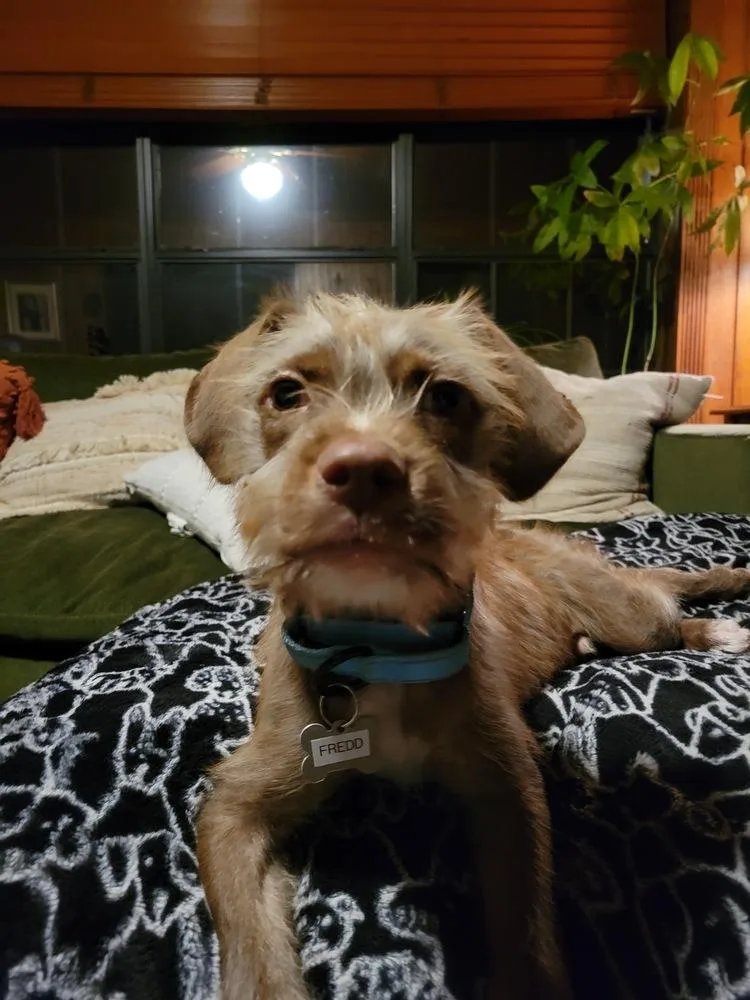 Fredd Fuzzbottoms