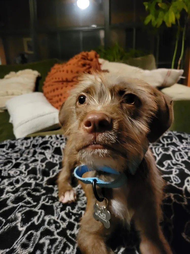 Fredd Fuzzbottoms thumbnail 6