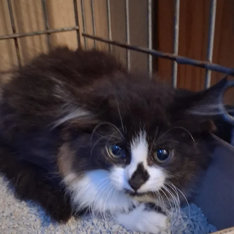 A baby small-sized female Black Domestic Long Hair cat named Karen for adoption in Marion, IL