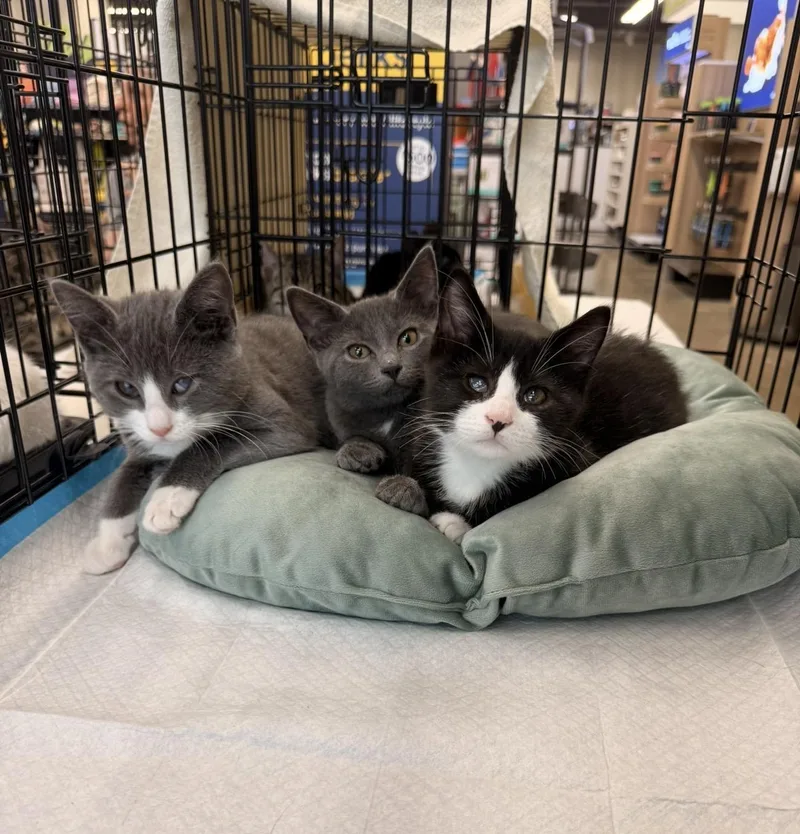 A baby small-sized male Black & White / Tuxedo Domestic Short Hair cat named Rollie for adoption in Staten Island, NY