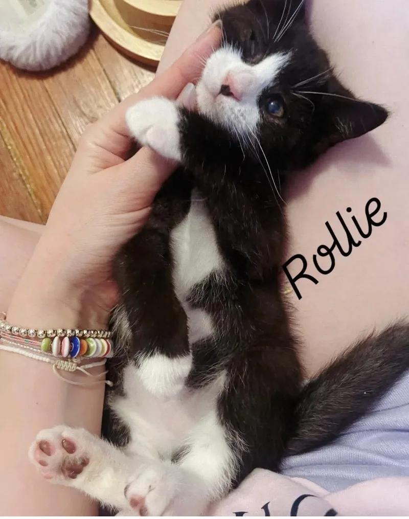 Rollie thumbnail 6
