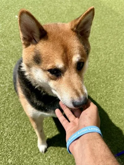 A senior large-sized male Black Mixed Breed dog named Shadow for adoption in Wichita, KS