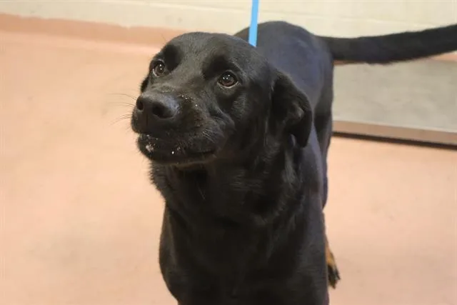 An adult large-sized male Mixed Breed dog named Bowser for adoption in Columbia, SC