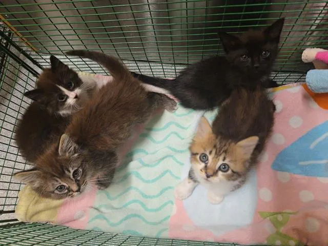 A baby small-sized male Domestic Medium Hair cat named Blueberry for adoption in Tustin, CA