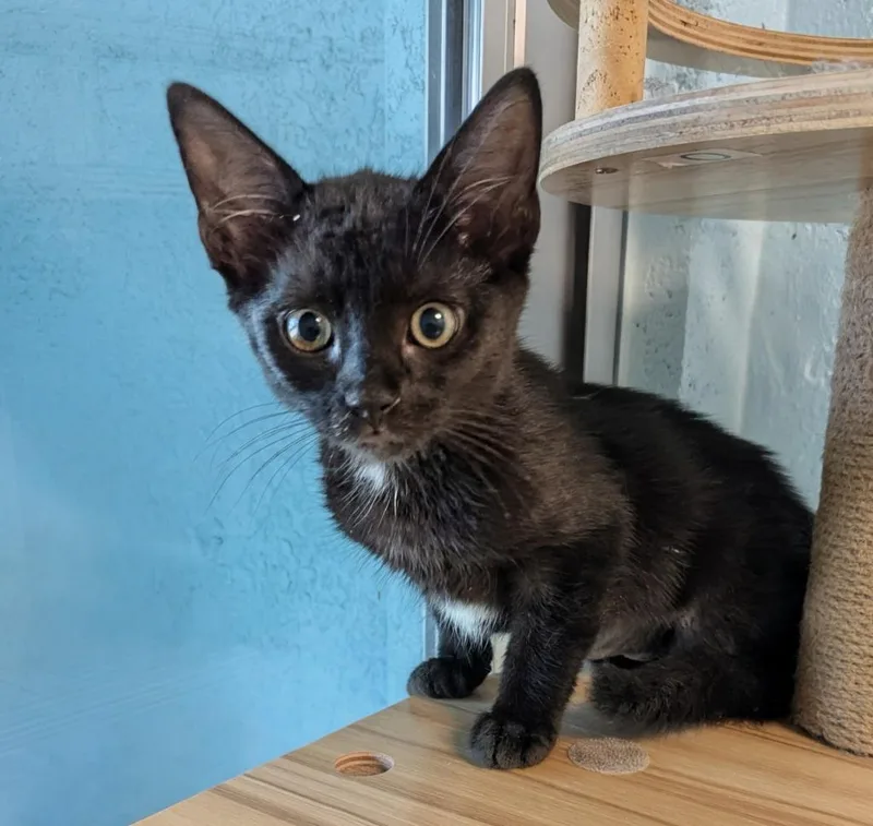 A baby small-sized female Domestic Short Hair cat named Elowen for adoption in Cape Coral, FL