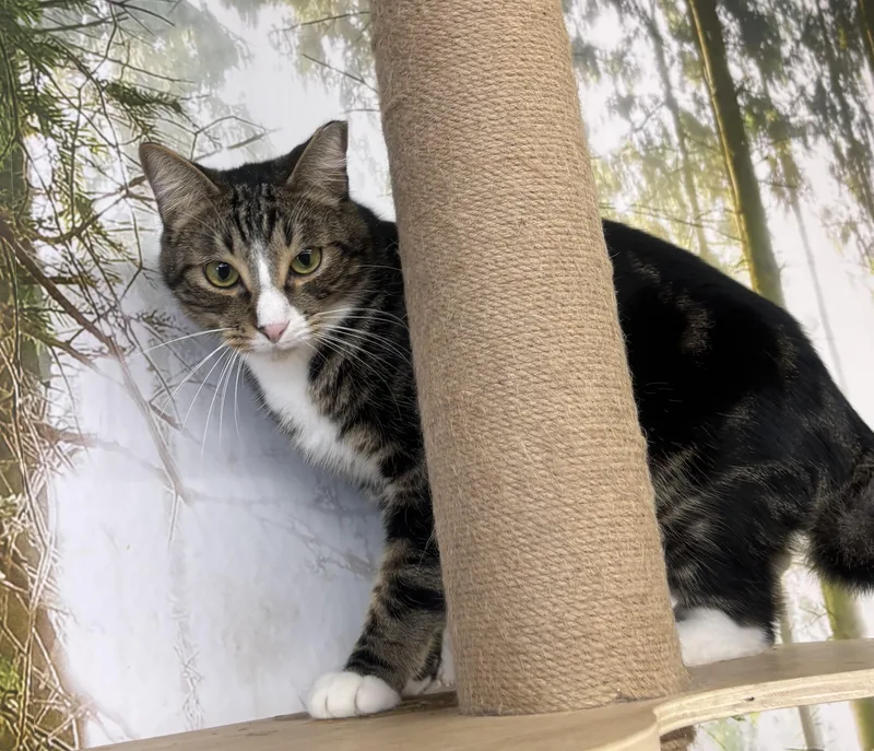 An adult medium-sized male Tabby (Brown / Chocolate) Domestic Short Hair cat named Arlo for adoption in Whittier, CA