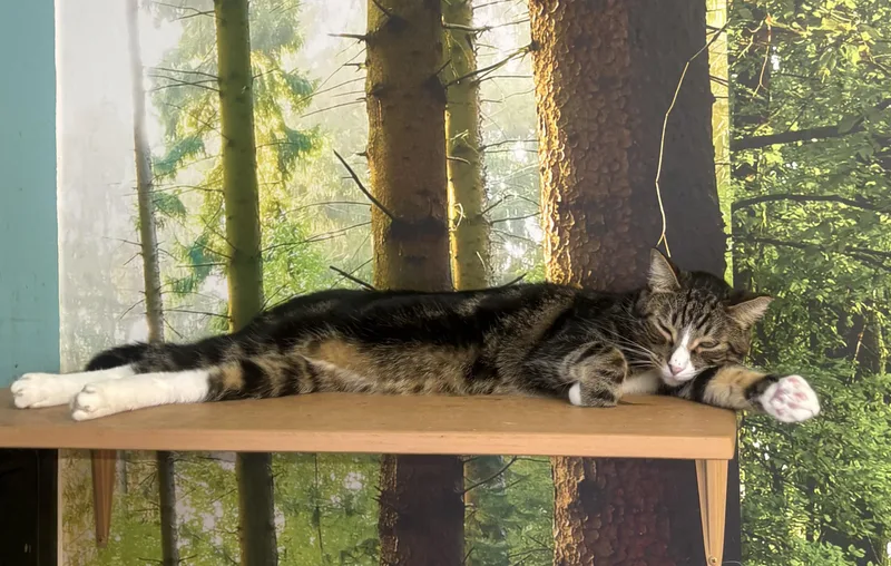 Arlo thumbnail 3