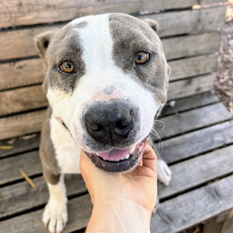 A young medium-sized female Pit Bull Terrier dog named Sunnyvale for adoption in Oakland, CA