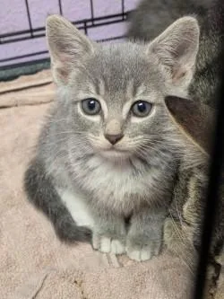 A baby small-sized female Domestic Short Hair cat named 61709133 for adoption in El Paso, TX