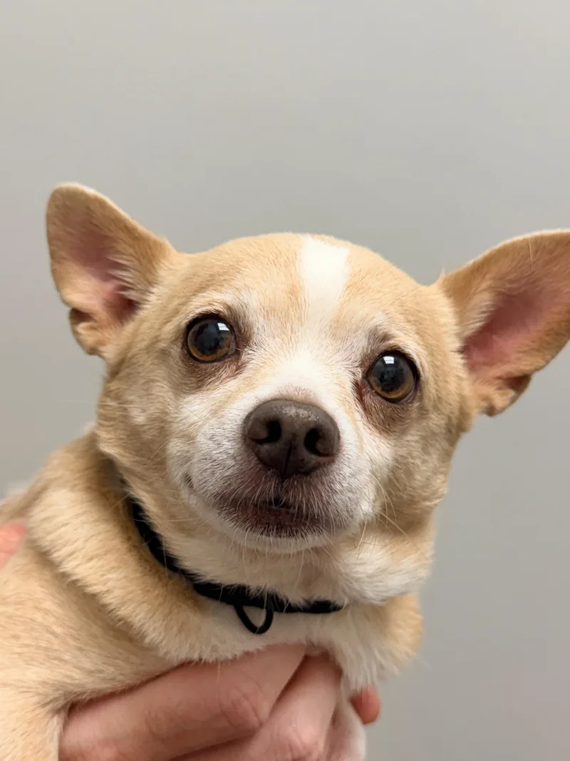 A senior small-sized male Apricot / Beige Chihuahua dog named Spud for adoption in Charlotte, NC
