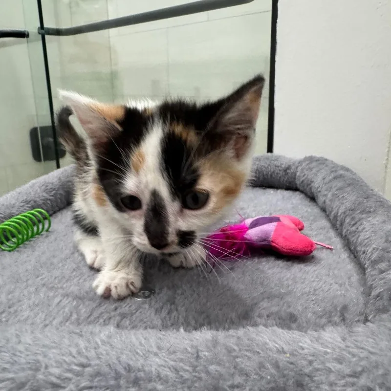 A baby small-sized female White Domestic Short Hair cat named Marvel for adoption in Fort Lauderdale, FL