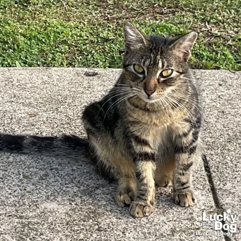 A young medium-sized male Domestic Short Hair cat named Rilee for adoption in Washington, DC