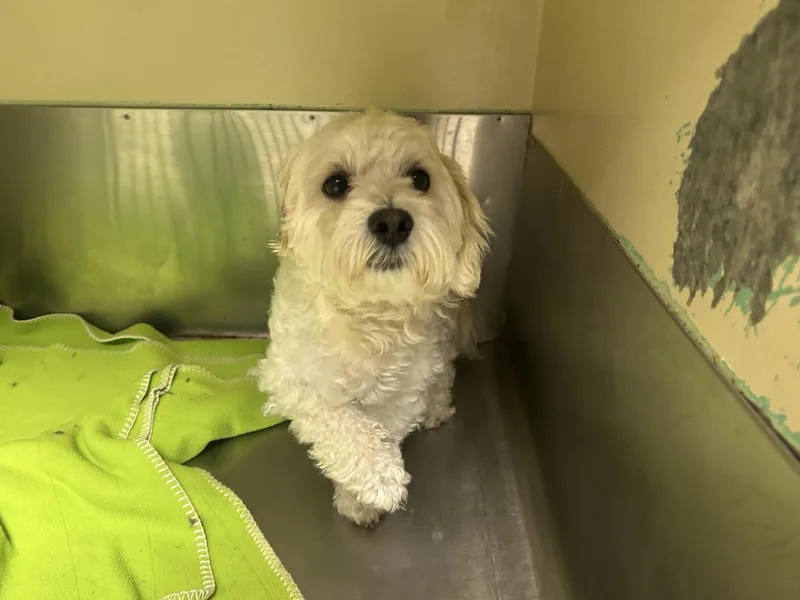 A young small-sized male Yellow / Tan / Blond / Fawn Poodle dog named Kevin Ogle for adoption in Broken Arrow, OK