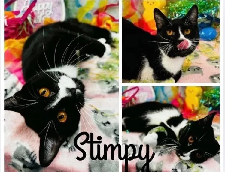 A young medium-sized male Black & White / Tuxedo Domestic Short Hair cat named Stimpy ~ Tri Pod!! for adoption in Rochester, IN