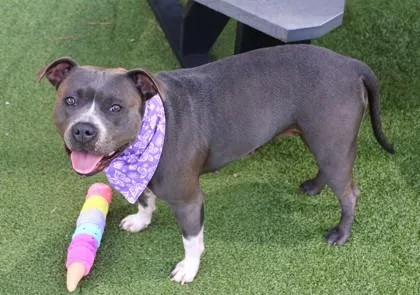 A young large-sized female Mixed Breed dog named Paisley for adoption in Athens, GA