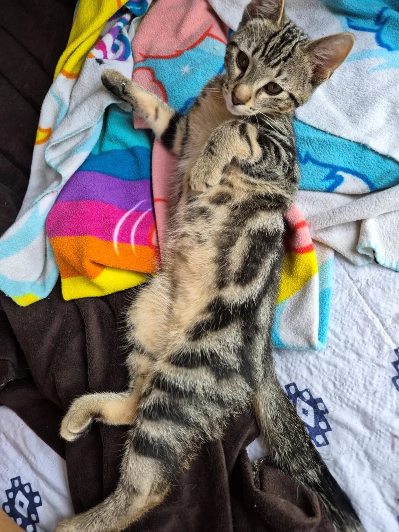 A young medium-sized male Domestic Short Hair cat named Dante for adoption in Hayward, WI