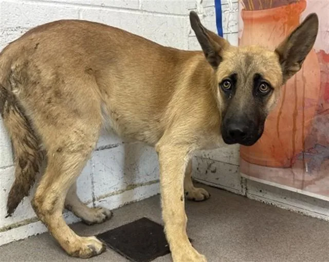 A young large-sized male German Shepherd Dog dog named Wally for adoption in San Bernardino, CA