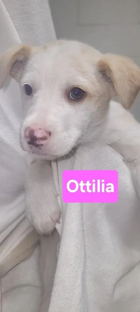A baby medium-sized female Mixed Breed dog named Otillia for adoption in Florence, SC