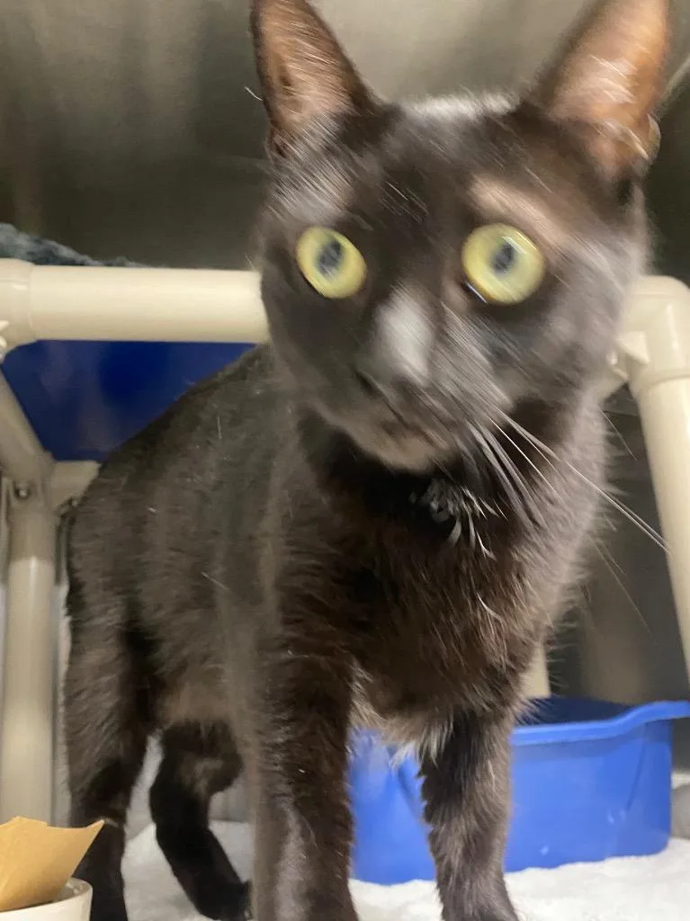 An adult medium-sized female Domestic Short Hair cat named Onyx Night for adoption in Fall River, MA