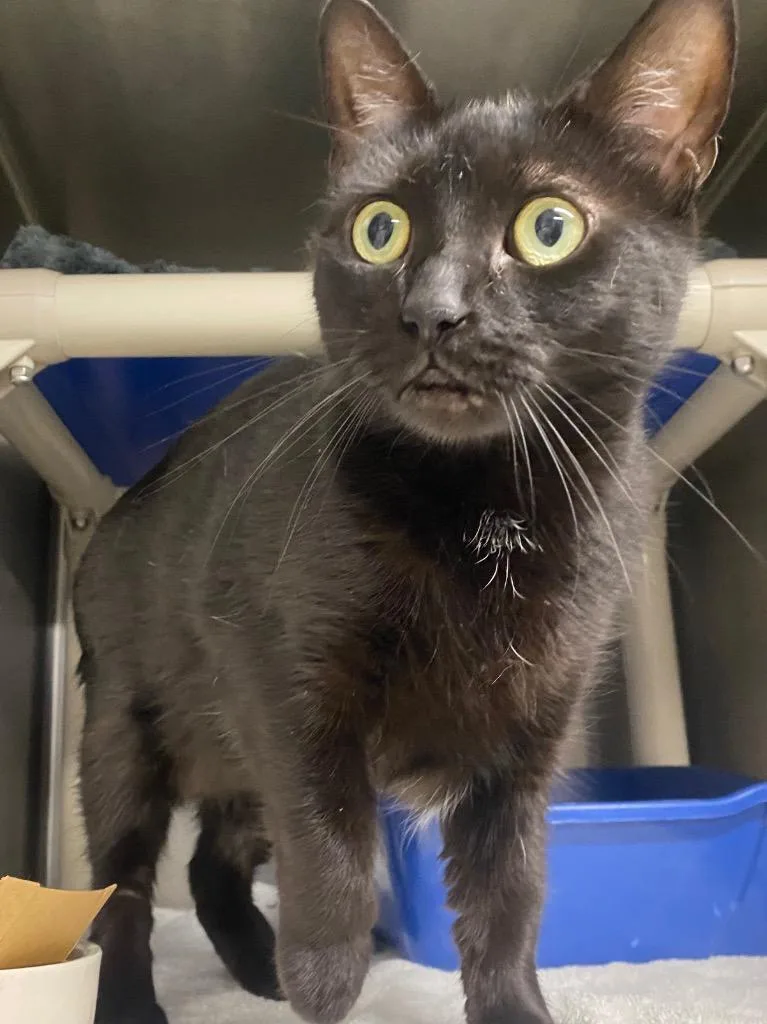 Onyx Night thumbnail 2