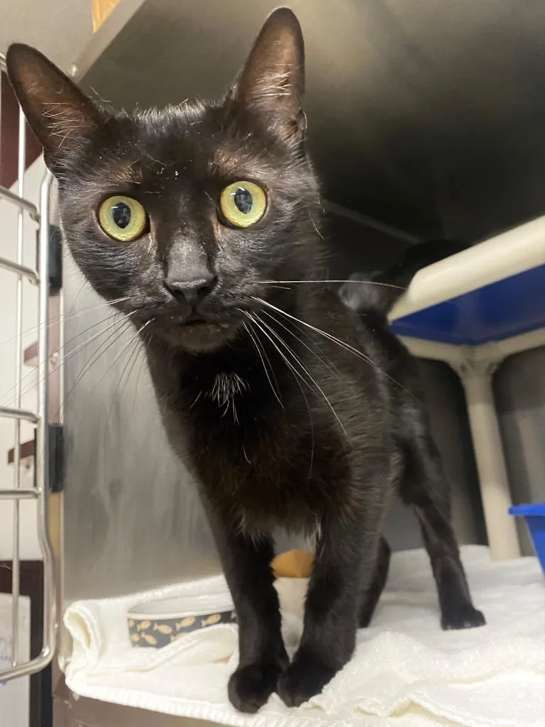 Onyx Night thumbnail 3