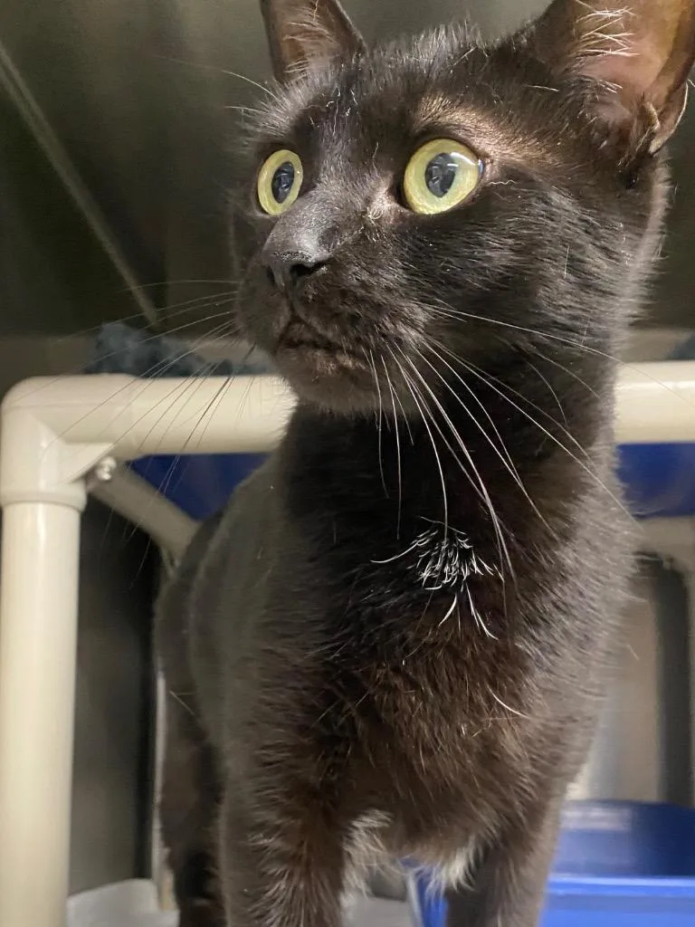 Onyx Night thumbnail 4